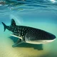 Whale Shark