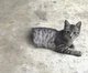 Josie the half cat
