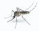 Mosquito