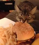 borger cat