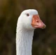 Goose of Truth 