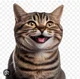 Happy cat 