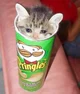 cat stuck in a chip