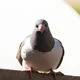 pigeon