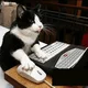 Programmer cat
