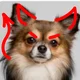 Demon Chihuahua