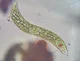 Euglena