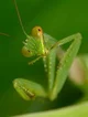 Mantis Religiosa