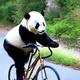 Bicycle Panda
