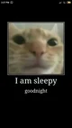 always sleepy cat