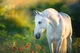 Female white horse