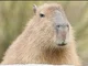 capybara