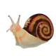 George the snail