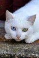 Stray White Cat