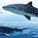 Whale Shark-QNA