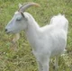 Female goat