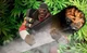 Weed demoman