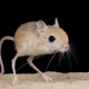 jerboa