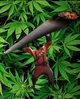 Weed pyro