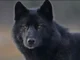 Black Wolf The Alpha