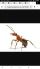 Ant