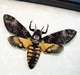Female Death-moth