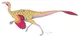 Orinithomimus
