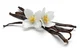 Vanilla