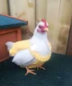 A random chicken