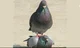 Pigeon 