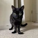 Jinx the cat