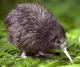 Mr Kiwi Bird