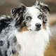 Australian Shepard 