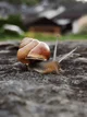 Snail