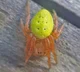 Cucumber spider