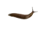 Slug