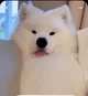 Samoyed Puppy