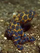 Blue ring octopus 