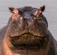Hippopotamus