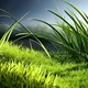 grass