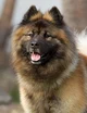 Eurasier