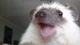 Hedgehog Pet