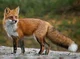 Talking Fox - female