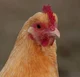 Orpington chicken