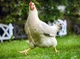 Feathered chicken