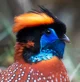 Temmincks tragopan 