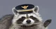 Marine Raccoon Man