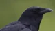 Just a crow