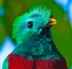 Resplendent Quetzal 