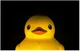 Menacing duck